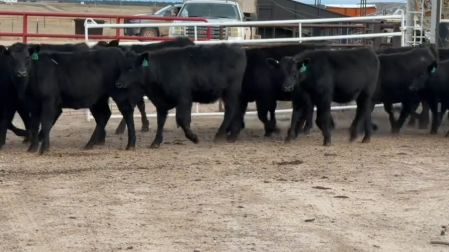FANCY F1 breeding heifers, 590 LBS, BANGS VACCINATED, READY TO SHIP!-BS1120G5